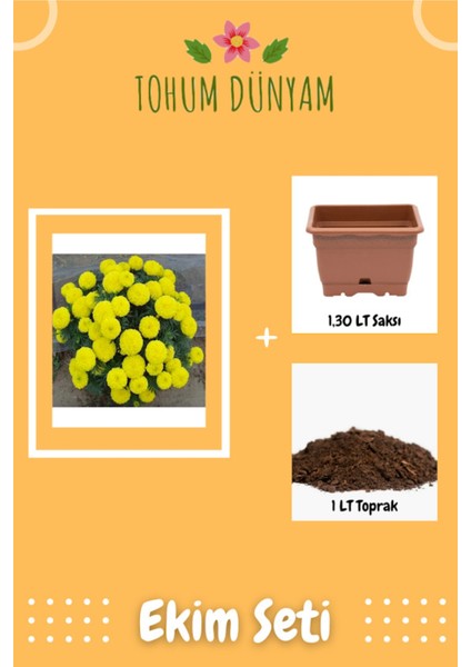 Sarı Renkli Kadife Çiçeği Tohumu Ekim Seti