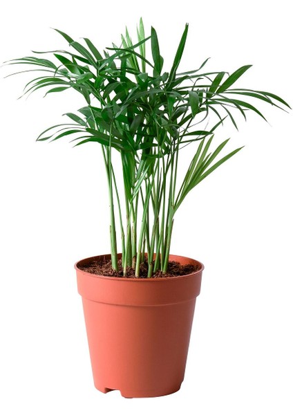 Canlı Bitki, Yeşil, 9 Cm, Salon Palmiyesi