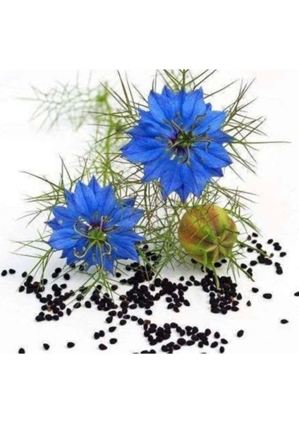 Mediterian Onarıcı Çörek Otu Kremi 100 ml 4 Adet/ Mem Medikal Ecza Marketi Çörek Otu Kremi 100 ml modelleri