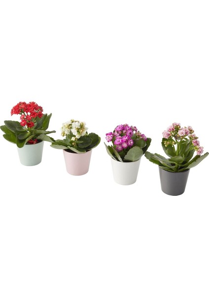 Canlı Bitki, Çok Renkli, 6 Cm, Kalanşo