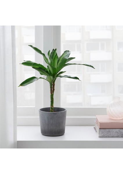 Beton Saksı, Açık Gri, 9 Cm, Iç/dış Mekan fiyatları