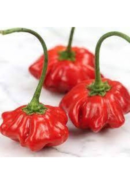 Nadir Gül Biberi Tohumu 25 Adet