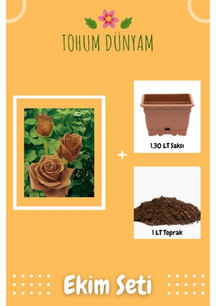 Çikolata Gül Tohumu Ekim Seti