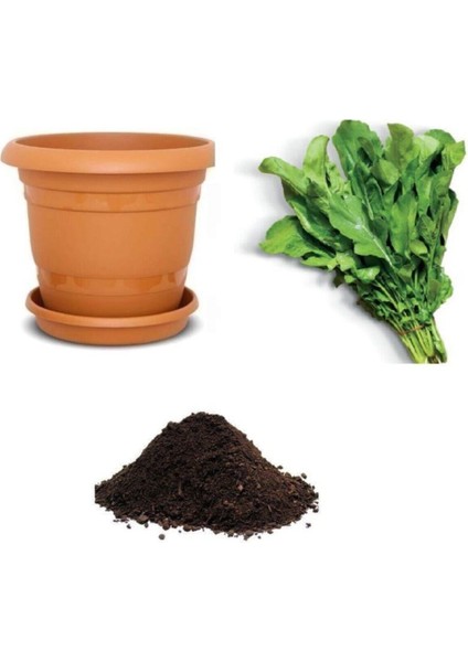 Meşhur Roka Tohumu Ekim Seti