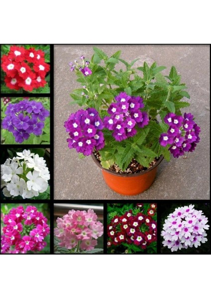 10 Adet Karışık Renkli Mine Çiçeği Tohumu ( Verbena )