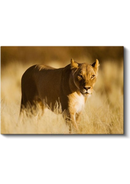 Aslan Kraliçesi - Altın Sarısı Savanada Heybetli Duruş Kanvas Tablo fiyatları