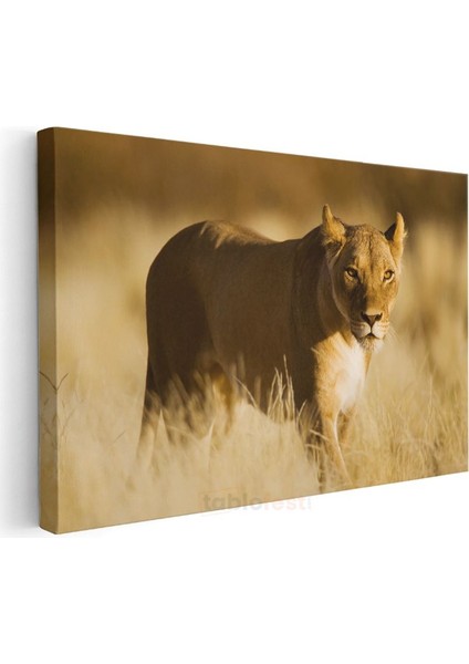 Aslan Kraliçesi - Altın Sarısı Savanada Heybetli Duruş Kanvas Tablo modelleri