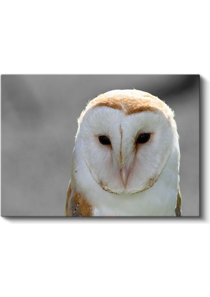 Peçeli Baykuş - Bilgeliğin Sembolü Kanvas Tablo fiyatları