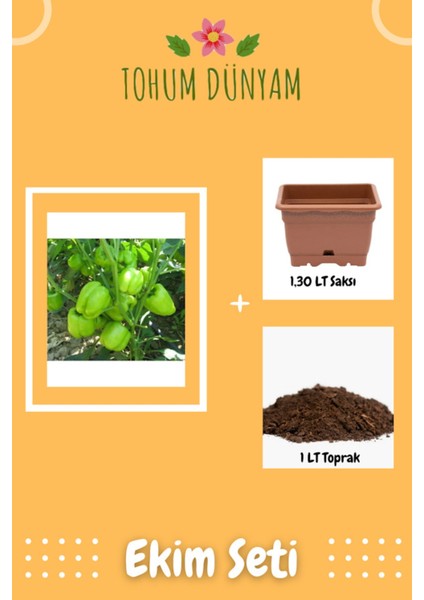 Kandil Dolma Biber Tohumu Ekim Seti