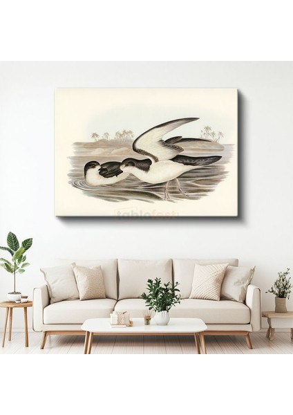 Vintage Deniz Kuşları - Sahilde Kanat Çırpan Ikili Kanvas Tablo