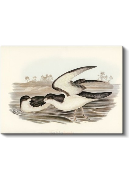 Vintage Deniz Kuşları - Sahilde Kanat Çırpan Ikili Kanvas Tablo fiyatları