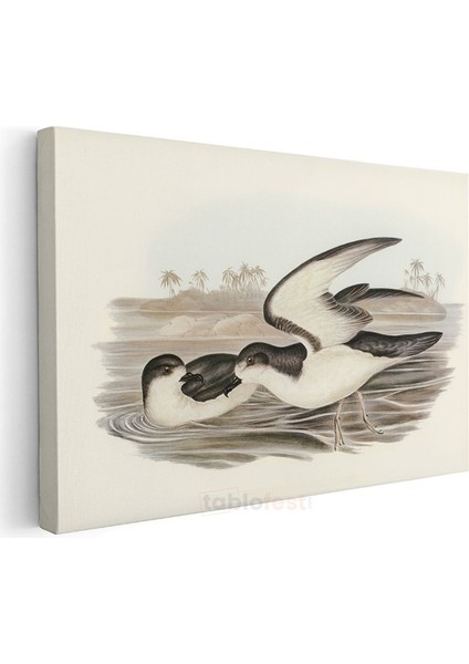 Vintage Deniz Kuşları - Sahilde Kanat Çırpan Ikili Kanvas Tablo modelleri