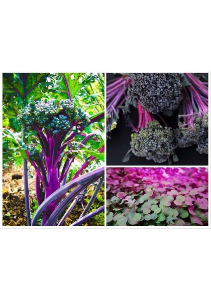 20 Adet Purple Peacock Brokoli Tohumu