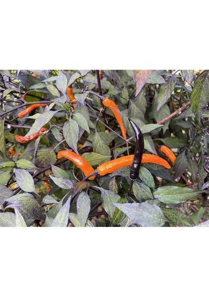 Halloween Black And Orange Thai Biber Tohumu