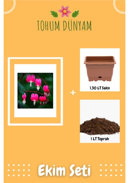 Nadir Kanayan Kalpler Dicentra Çiçeği Tohumu Ekim Seti