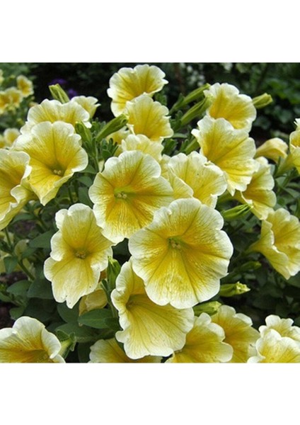 10 Adet Natural Trailing Petunia Yellow Star Tohumu