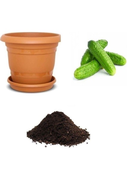 Kornişon Salatalık Tohumu Ekim Seti