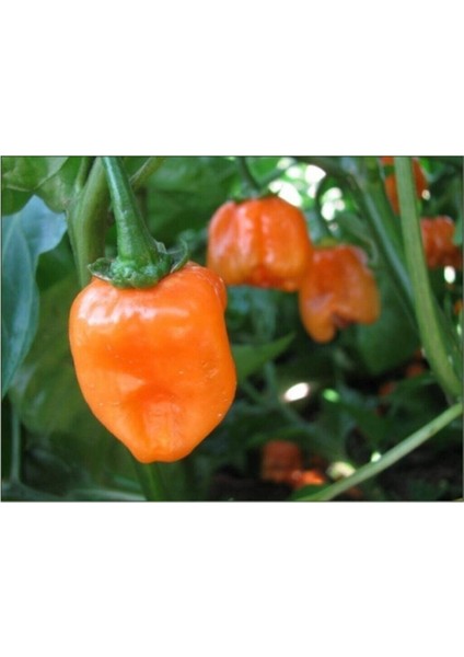 Çok Acı Habanero Biberi Tohumu 5 Adet Tohum Biber Tohumu
