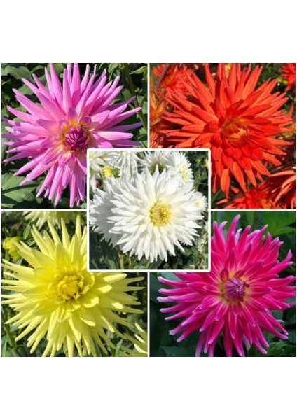 4 Adet Dev Yıldız Dahlia Çiçeği Soğanı Yumrusu 9 Cm.yeni Mahsul.. 4 Farklı Renk.çimlenme Garantili..