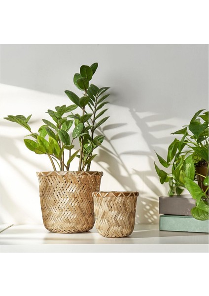 Bambu Saksı, Bambu, 9 cm fırsatları