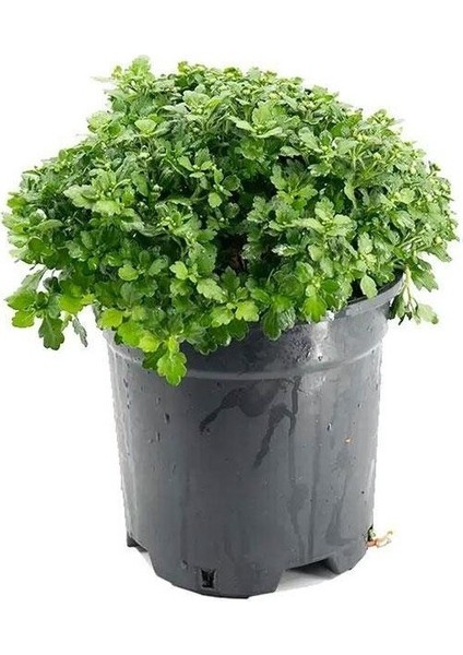 Sarı Kasımpatı Saksılı Krizantem Chrysanthemum 10-20 cm
