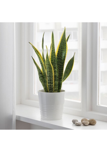 Canlı Bitki, Yeşil, 14 Cm, Sanseverıa Trıfascıata fiyatları