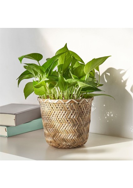 Bambu Saksı, Bambu, 15 cm fırsatları