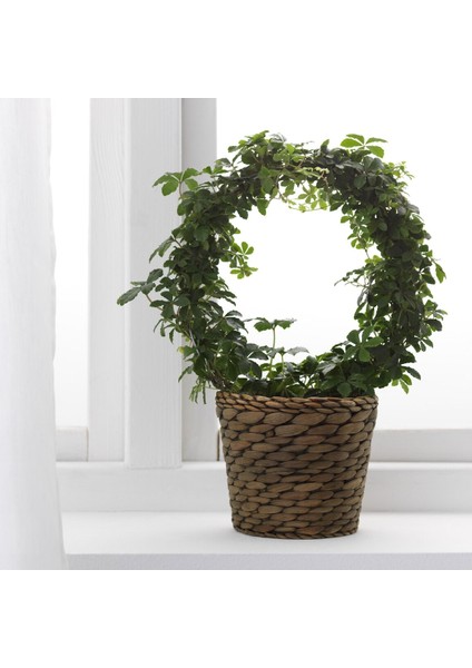 Rattan Saksı, Su Sümbülü, 12 cm modelleri