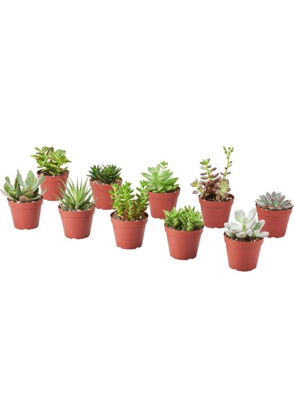 Canlı Bitki, Yeşil, 9 Cm, Farklı Türler