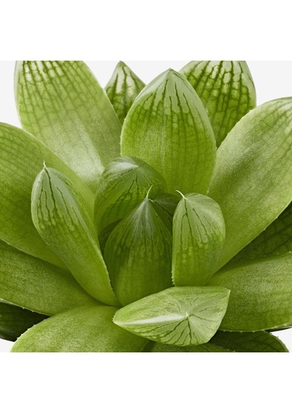 Canlı Bitki, Yeşil, 6 Cm, Farklı Türler fırsatları