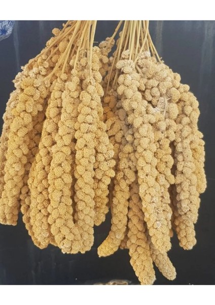 Vitaking Kuşlar Için Doğal Sarı Dal Darı 100 gr - Lisinya