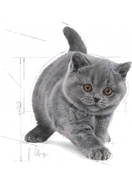 British Shorthair Kedi Maması 2 Kg
