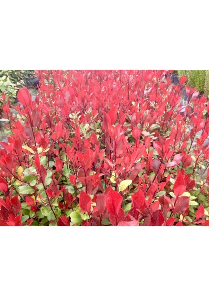 Bodur Alev Çalısı 10 Adet - Kırmızı Süs Bitkisi modelleri