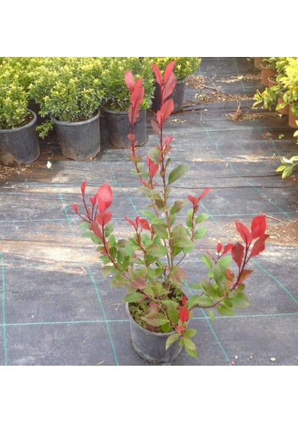 Bodur Alev Çalısı 10 Adet - Kırmızı Süs Bitkisi fırsatları