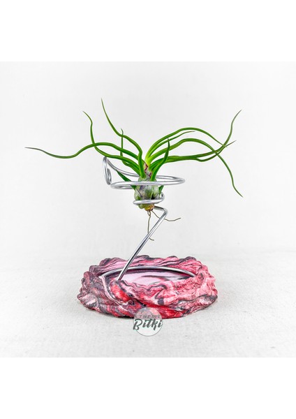Tillandsia Bulbosa (M) - Hava Bitkisi Airplant