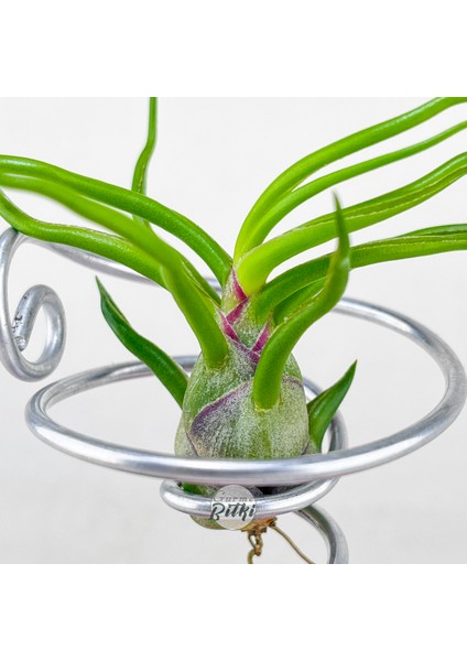 Tillandsia Bulbosa (M) - Hava Bitkisi Airplant modelleri
