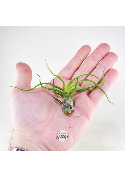 Tillandsia Bulbosa (M) - Hava Bitkisi Airplant fırsatları