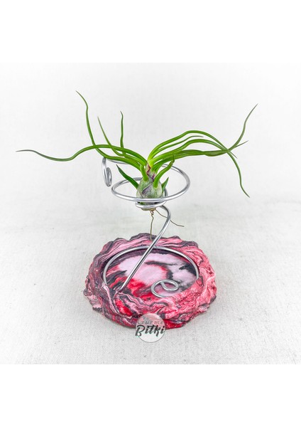 Tillandsia Bulbosa (M) - Hava Bitkisi Airplant indirimleri
