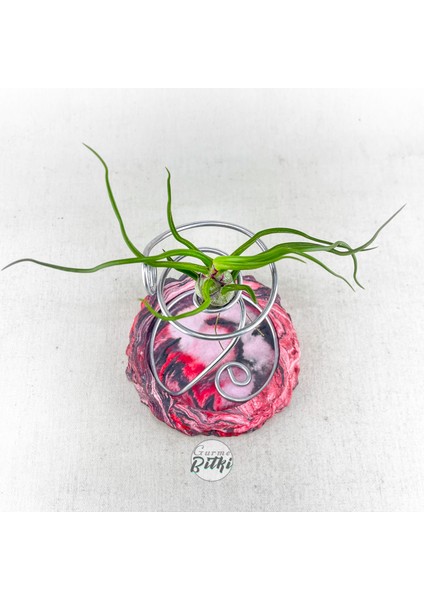 Tillandsia Bulbosa (M) - Hava Bitkisi Airplant