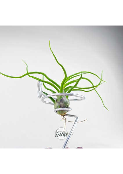 Tillandsia Bulbosa (M) - Hava Bitkisi Airplant