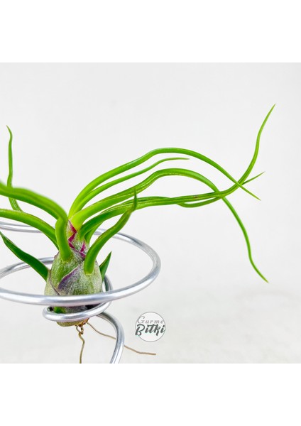 Tillandsia Bulbosa (M) - Hava Bitkisi Airplant