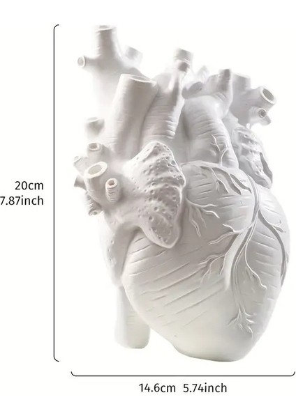 Anatomik Kalp Vazo