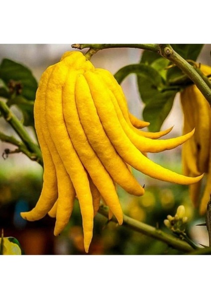 5 Yaş,saksıda,meyve Veren Budanın Eli Limon Fidanı Boy 140-160 cm