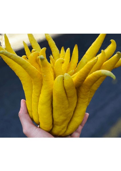 5 Yaş,saksıda,meyve Veren Budanın Eli Limon Fidanı Boy 140-160 cm fiyatları