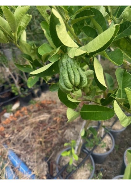 5 Yaş,saksıda,meyve Veren Budanın Eli Limon Fidanı Boy 140-160 cm modelleri