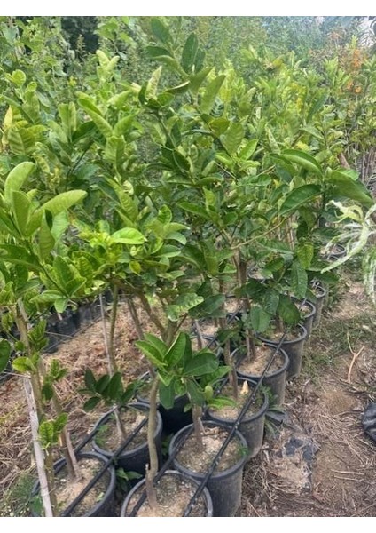 5 Yaş,saksıda,meyve Veren Budanın Eli Limon Fidanı Boy 140-160 cm fırsatları