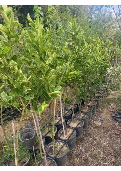 5 Yaş,saksıda,meyve Veren Budanın Eli Limon Fidanı Boy 140-160 cm indirimleri