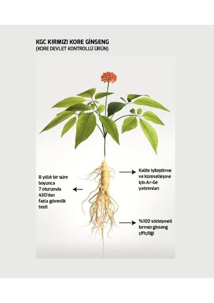 Kırmızı Kore Ginseng Tablet fırsatları