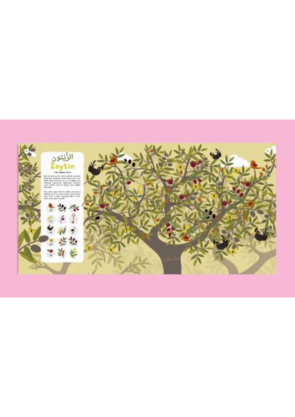 Kur'an'daki Bitkiler Ara-Bul, Jenny Molendyk Divleli modelleri