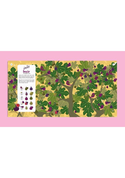 Kur'an'daki Bitkiler Ara-Bul, Jenny Molendyk Divleli fırsatları